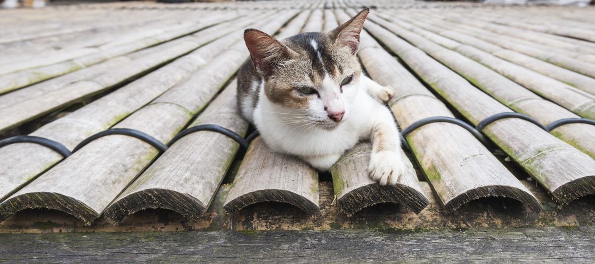 cat longhouse annah rais