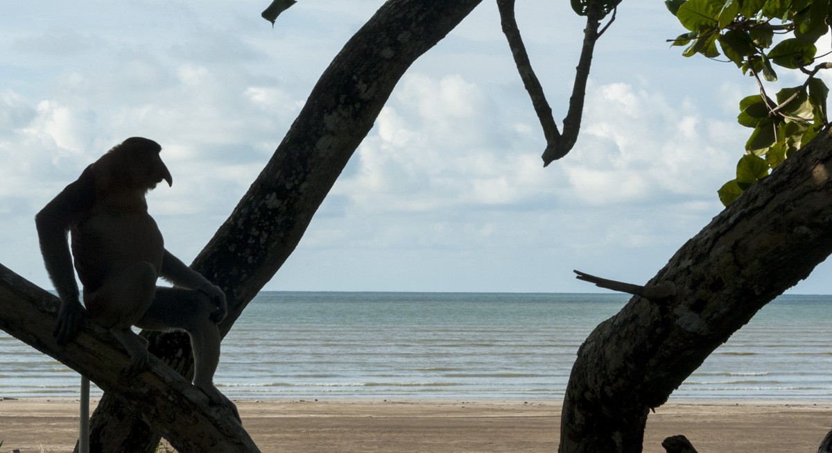 beach bako national park proboscis