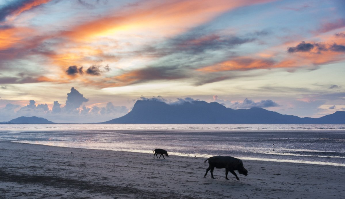 pigs on beach bako national park