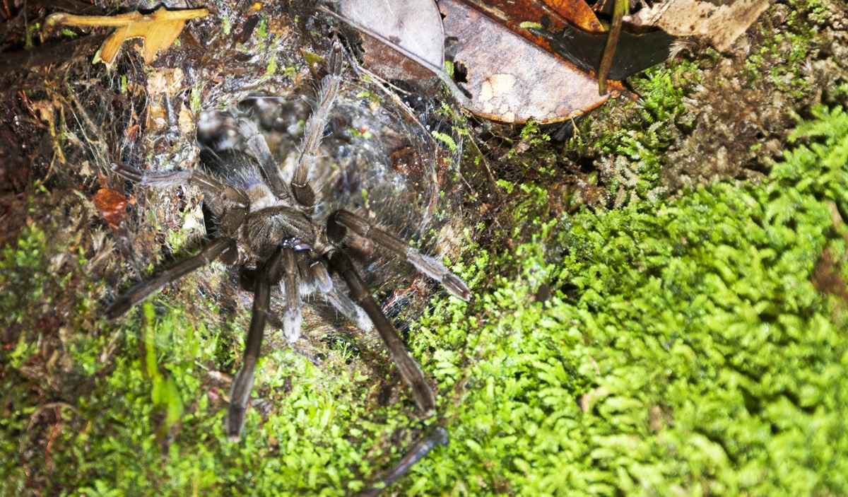 night tarantula bako national park