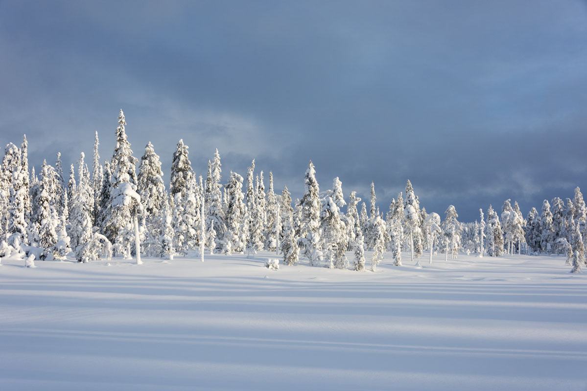 salla lapland snow pines