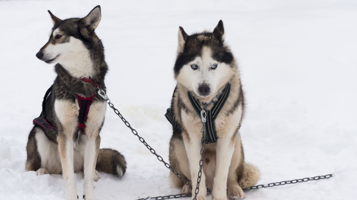salla finland 2 huskies