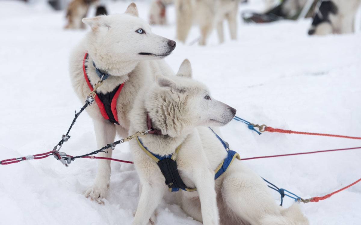 2 white huskies lapland