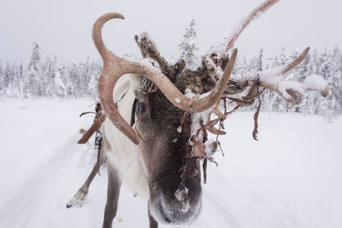 salla reindeer farm