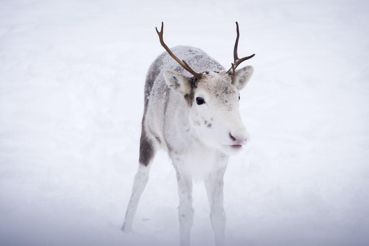 salla little white reindeer
