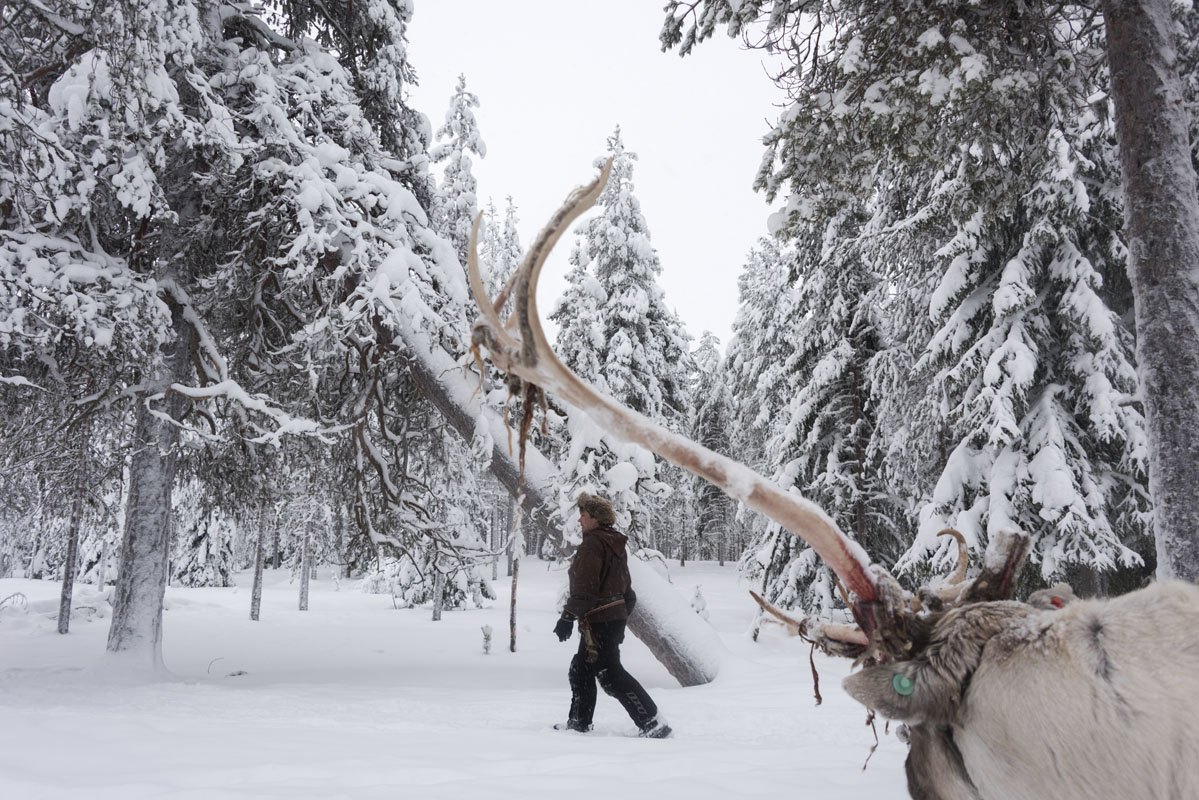 salla reindeer horn finland