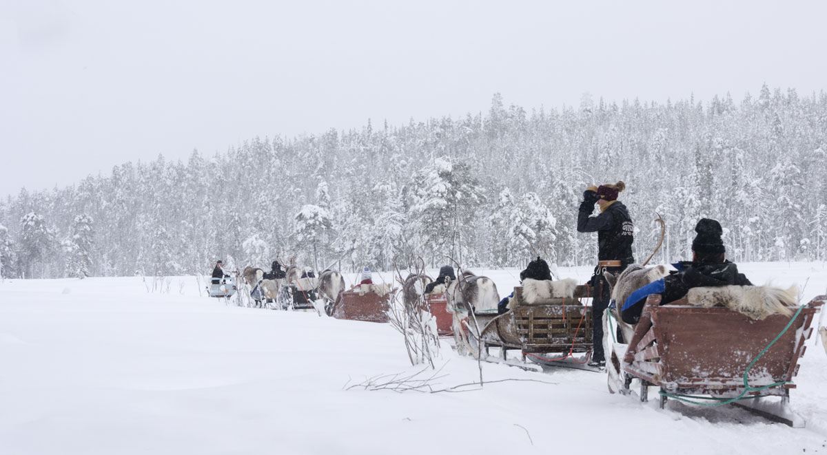 salla reindeer farm safari finland