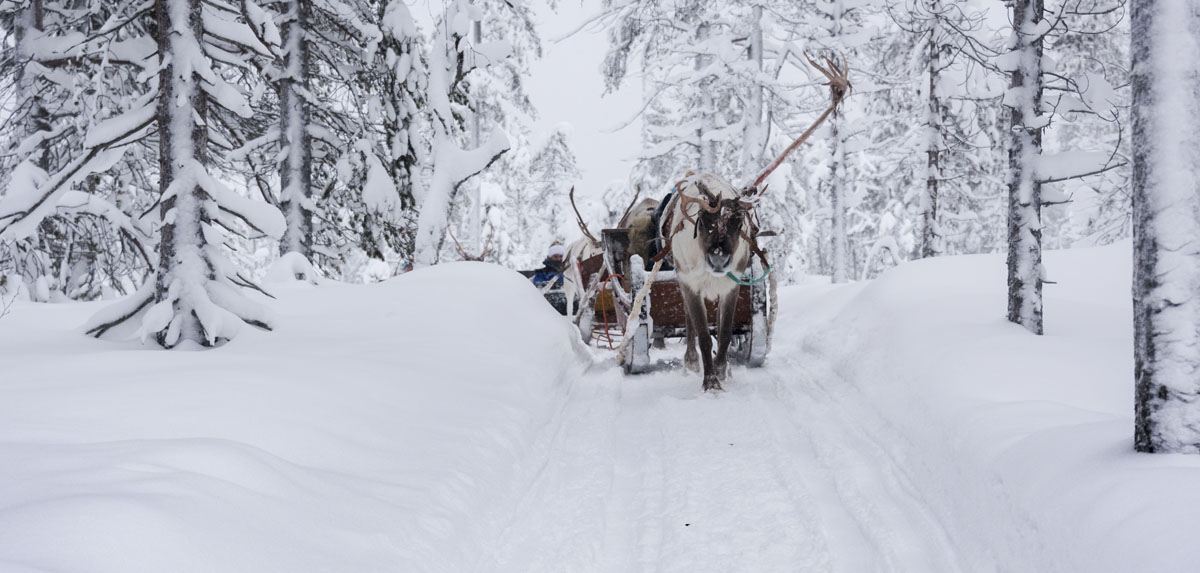reindeer sleigh lapland