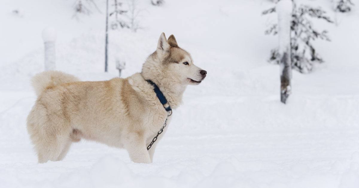 white husky lapland