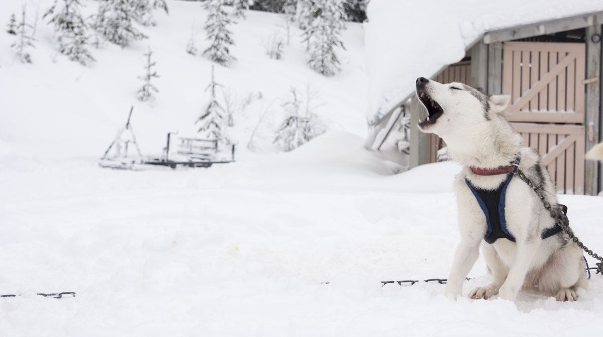 salla lapland husky yawning