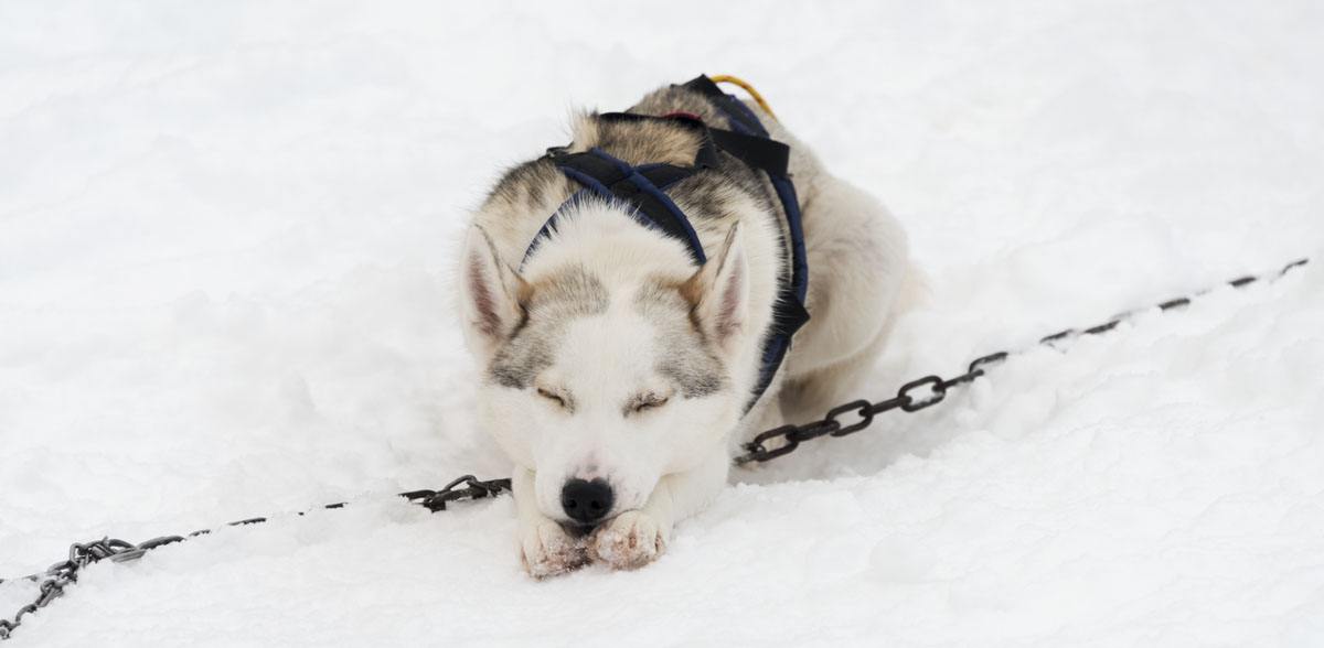 salla lapland husky sleeping