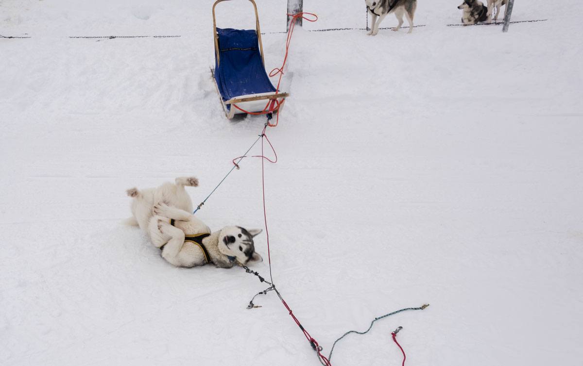 salla lapland husky rolling in snow
