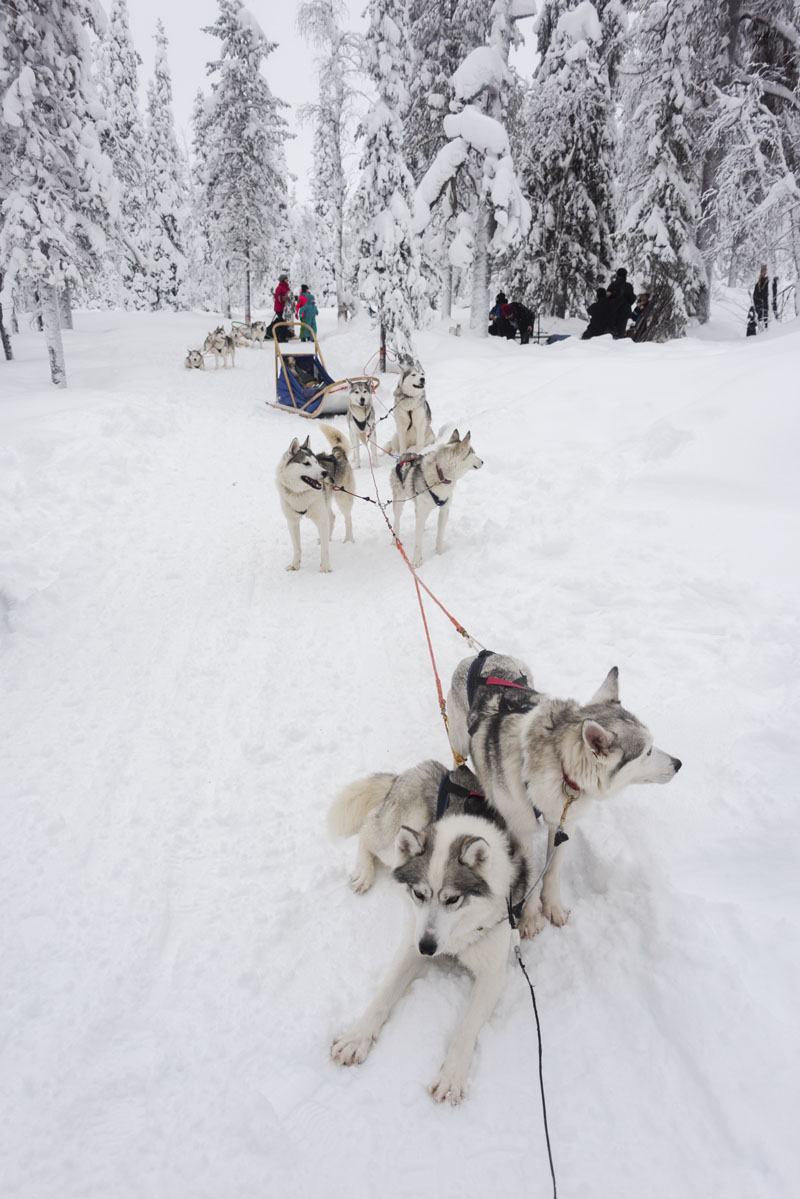 lapland huskies dog sledding