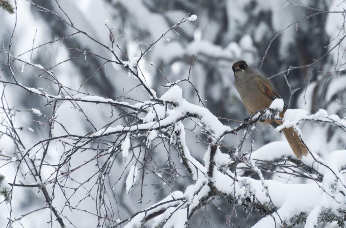 lapland snow bird