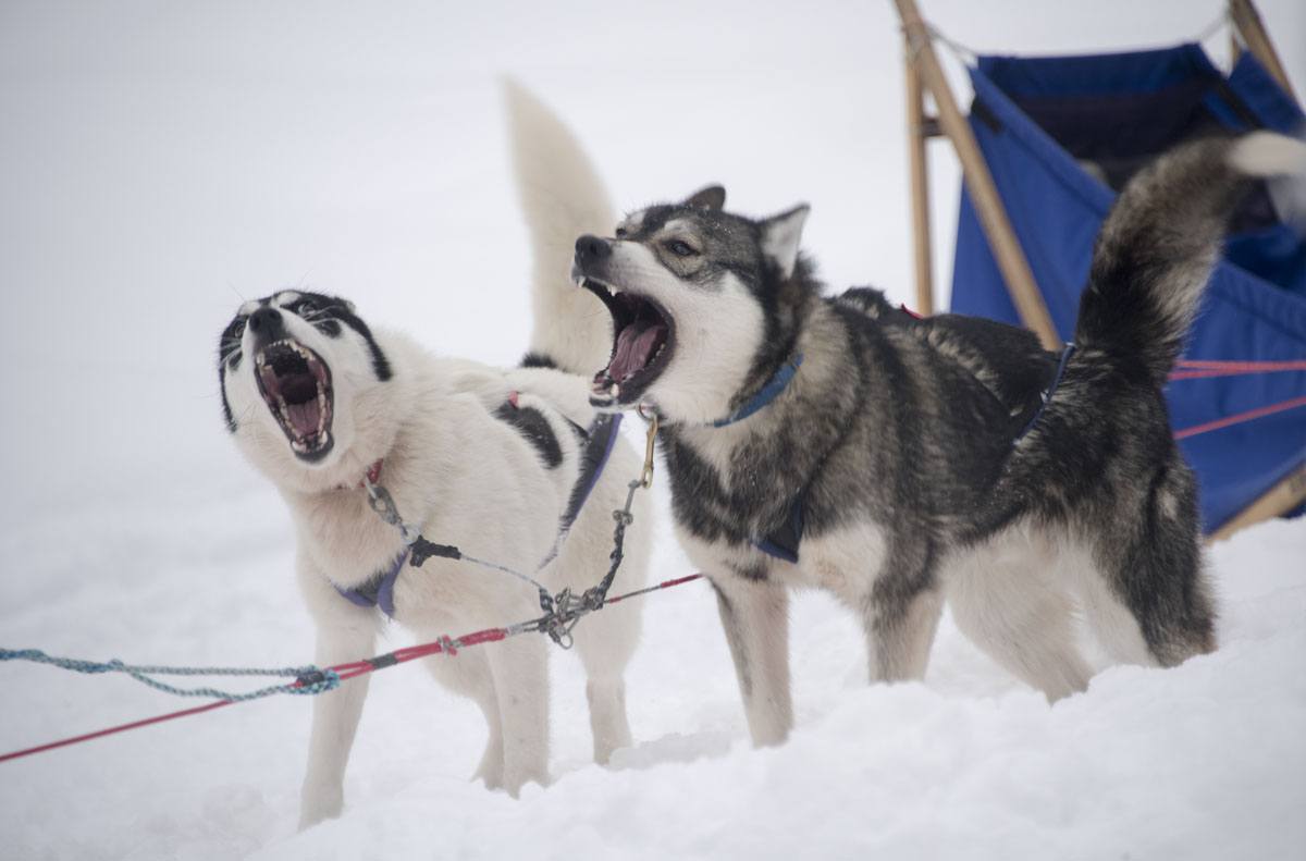 lapland huskies barking