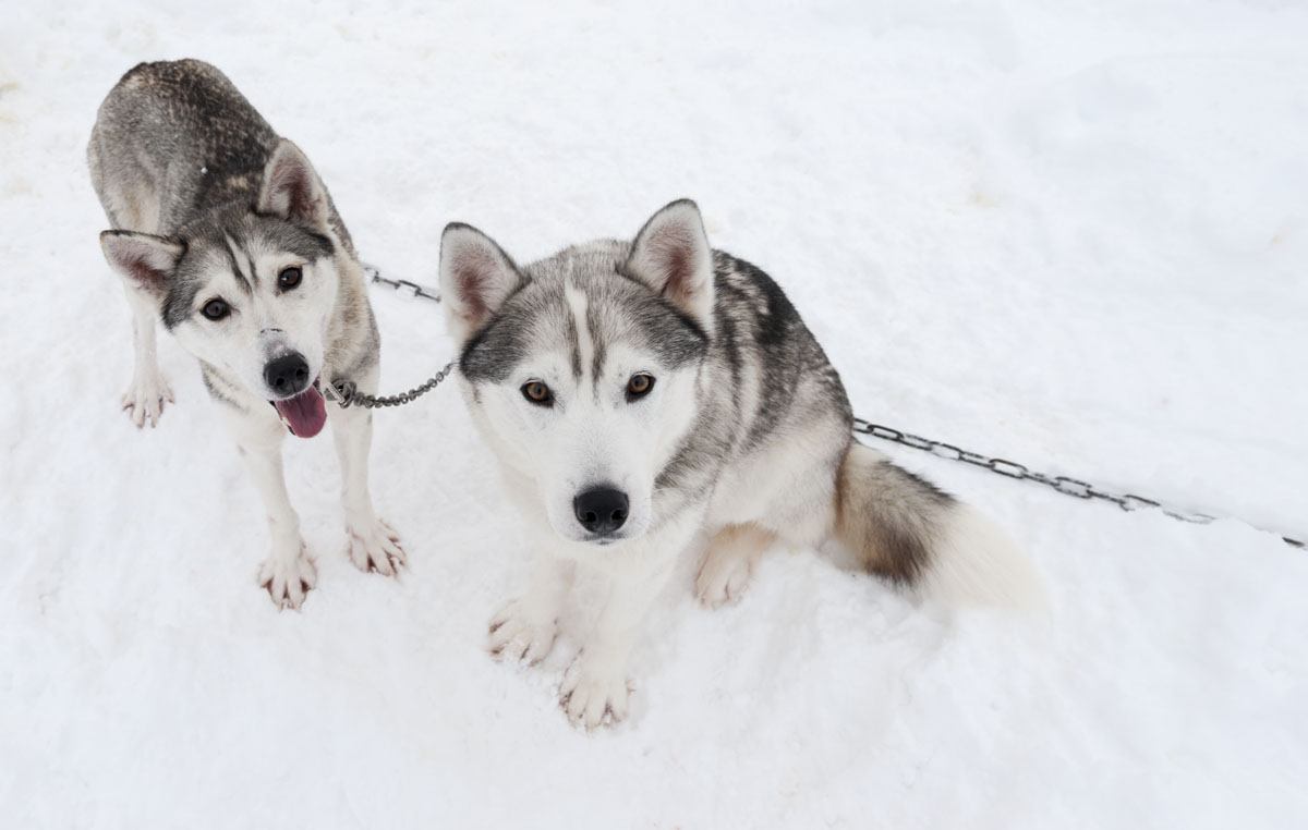 salla finland super cute huskies