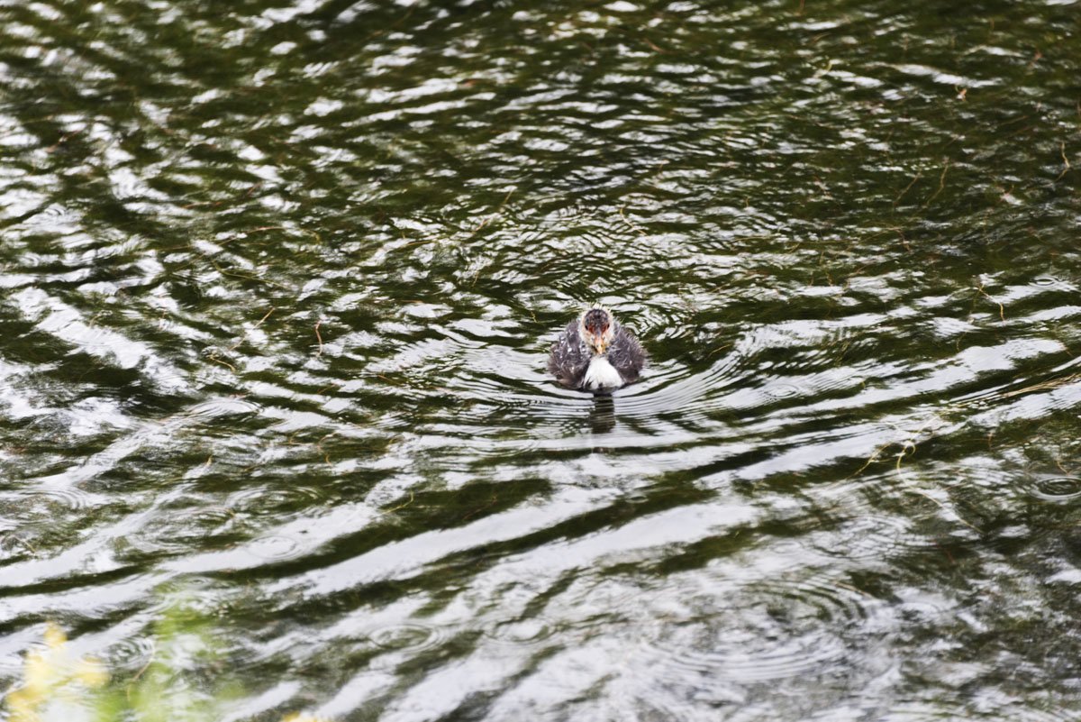 lohja finland lake baby duck