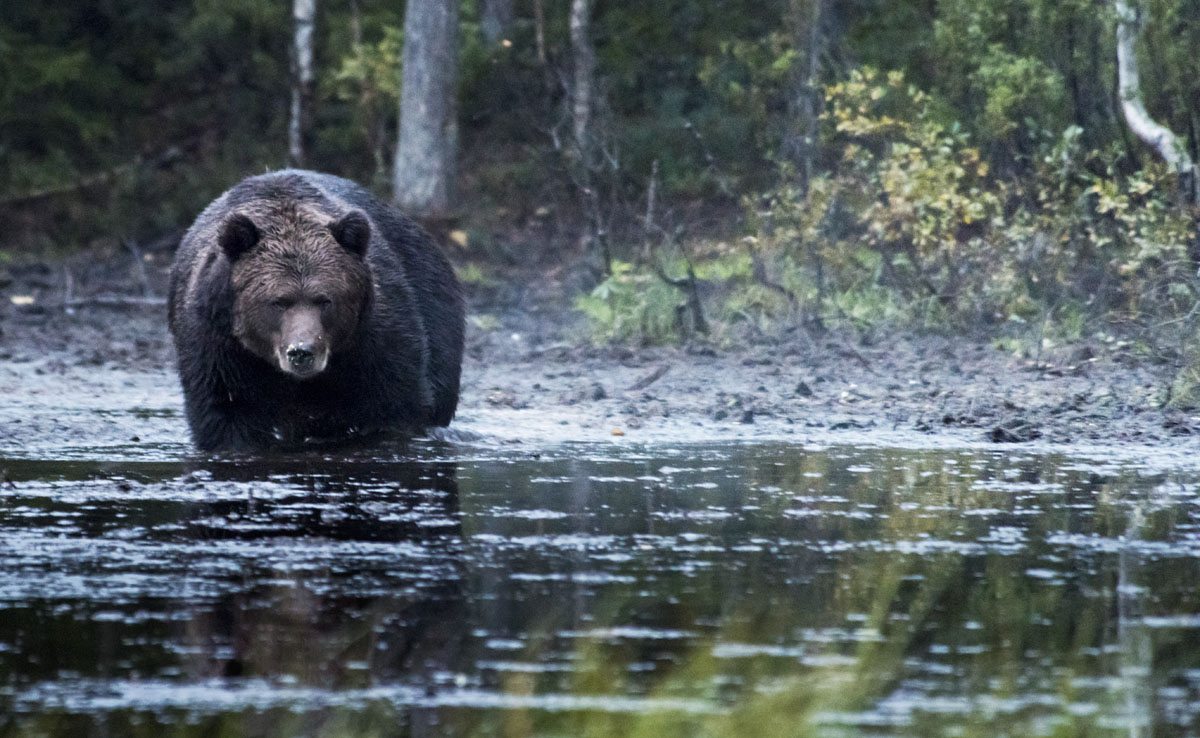 bear-watching-in-finland