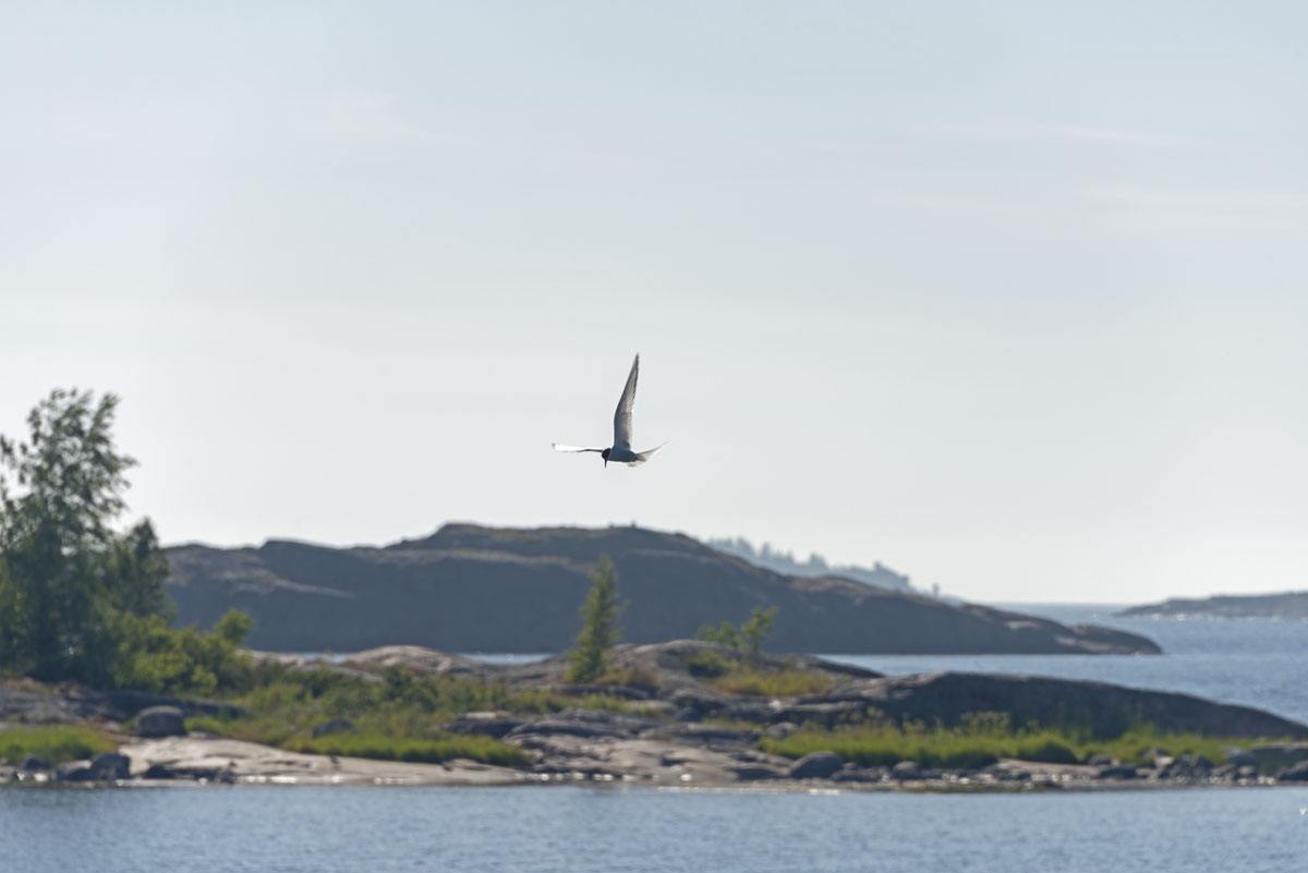hanko-finland-arctic-tern