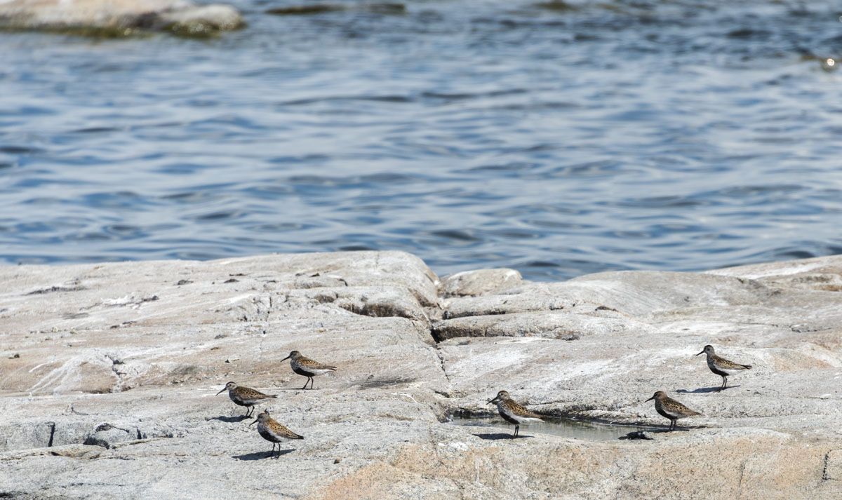 urmo-aland-islands-oystercatcher