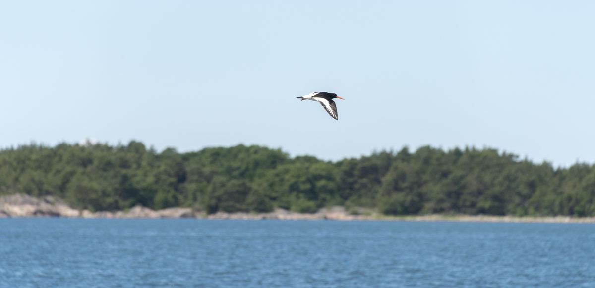 jurmo-aland-islands-summer
