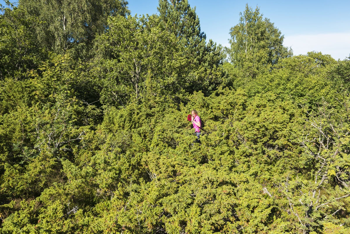 lappo-aland-trees