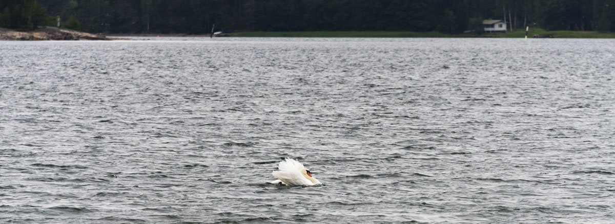 finnish archipelago swan
