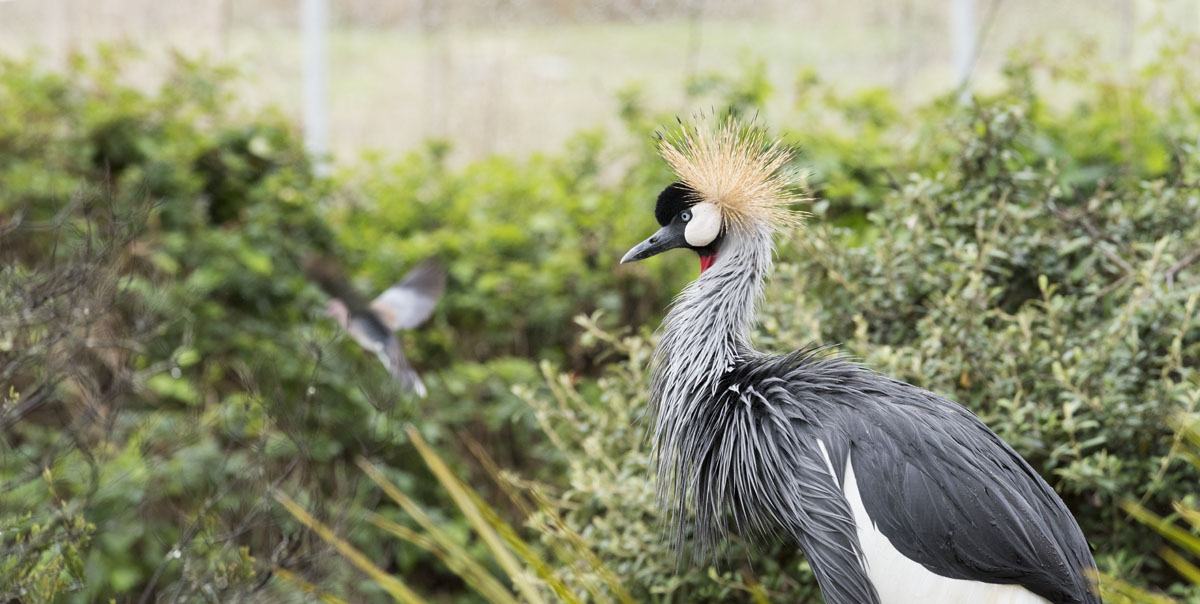 crane plett birds of eden