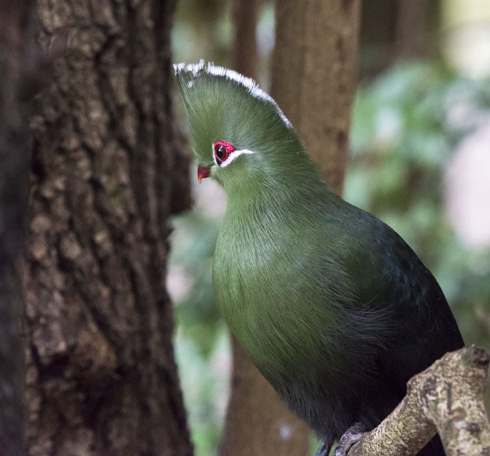 turaco bird plett