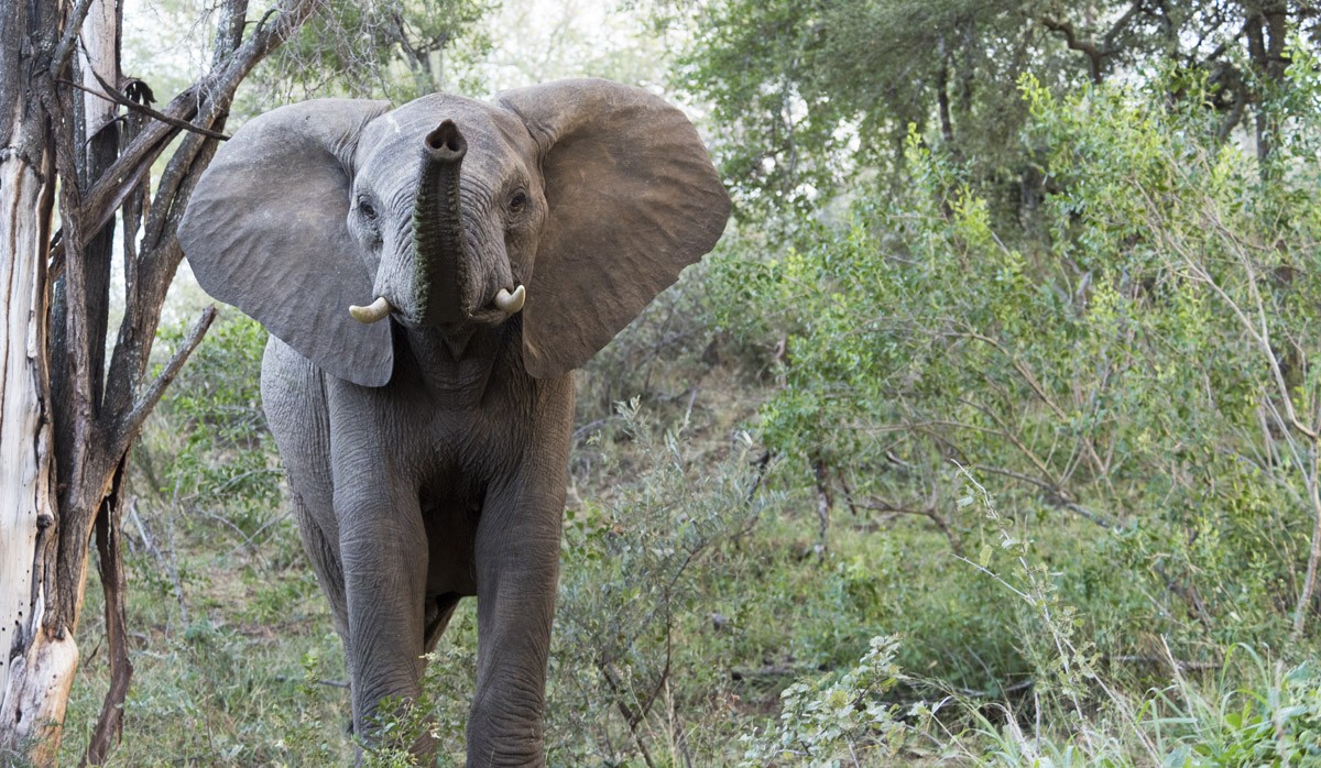 south african safari elephant