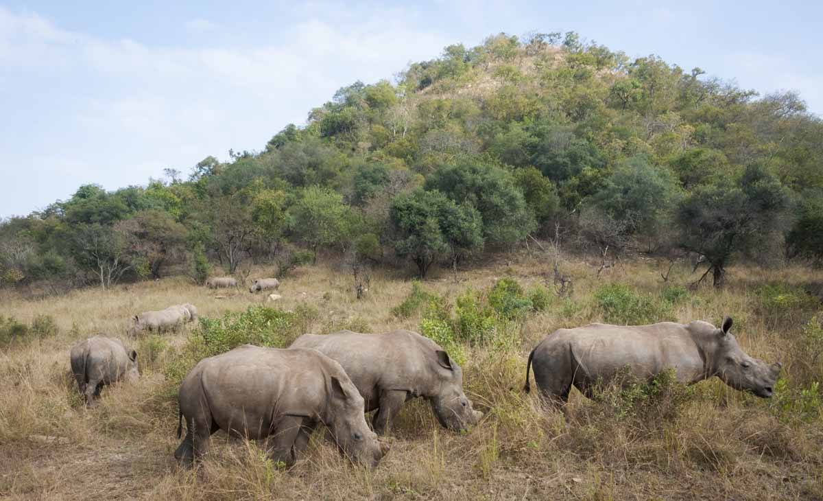 Rhino Sanctuary in South Africa Care for Wild Africa