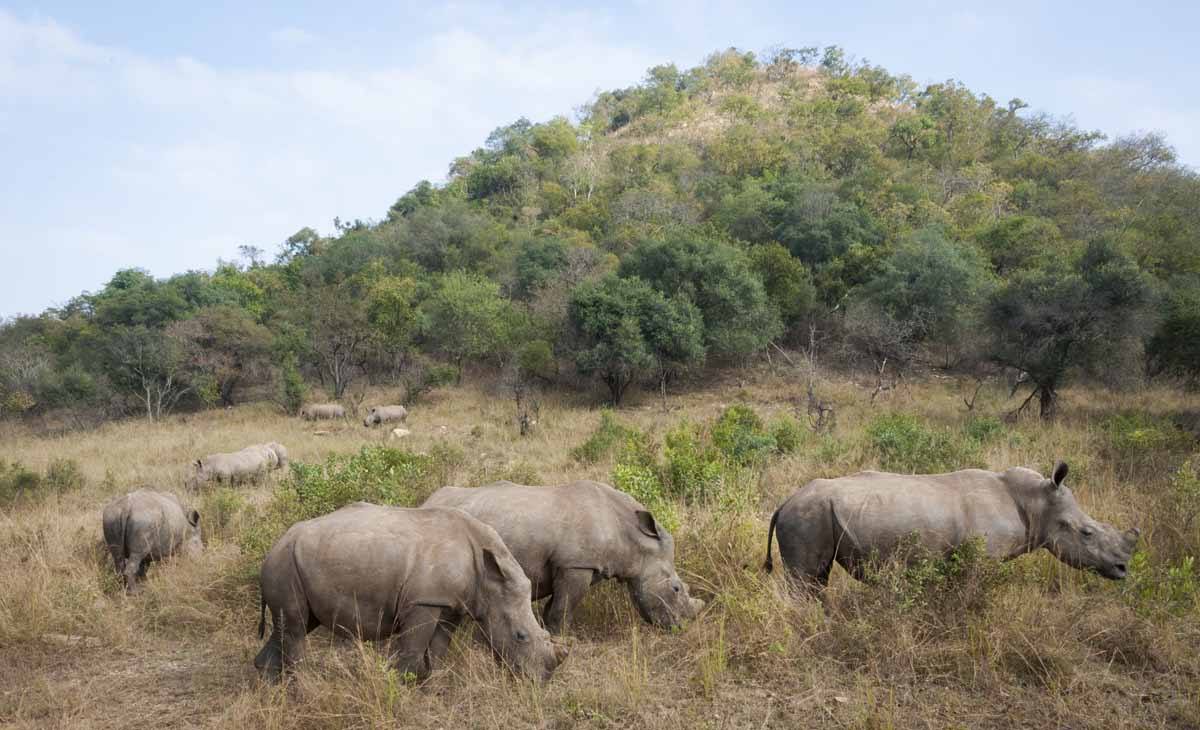 rhino sanctuary care for wild africa