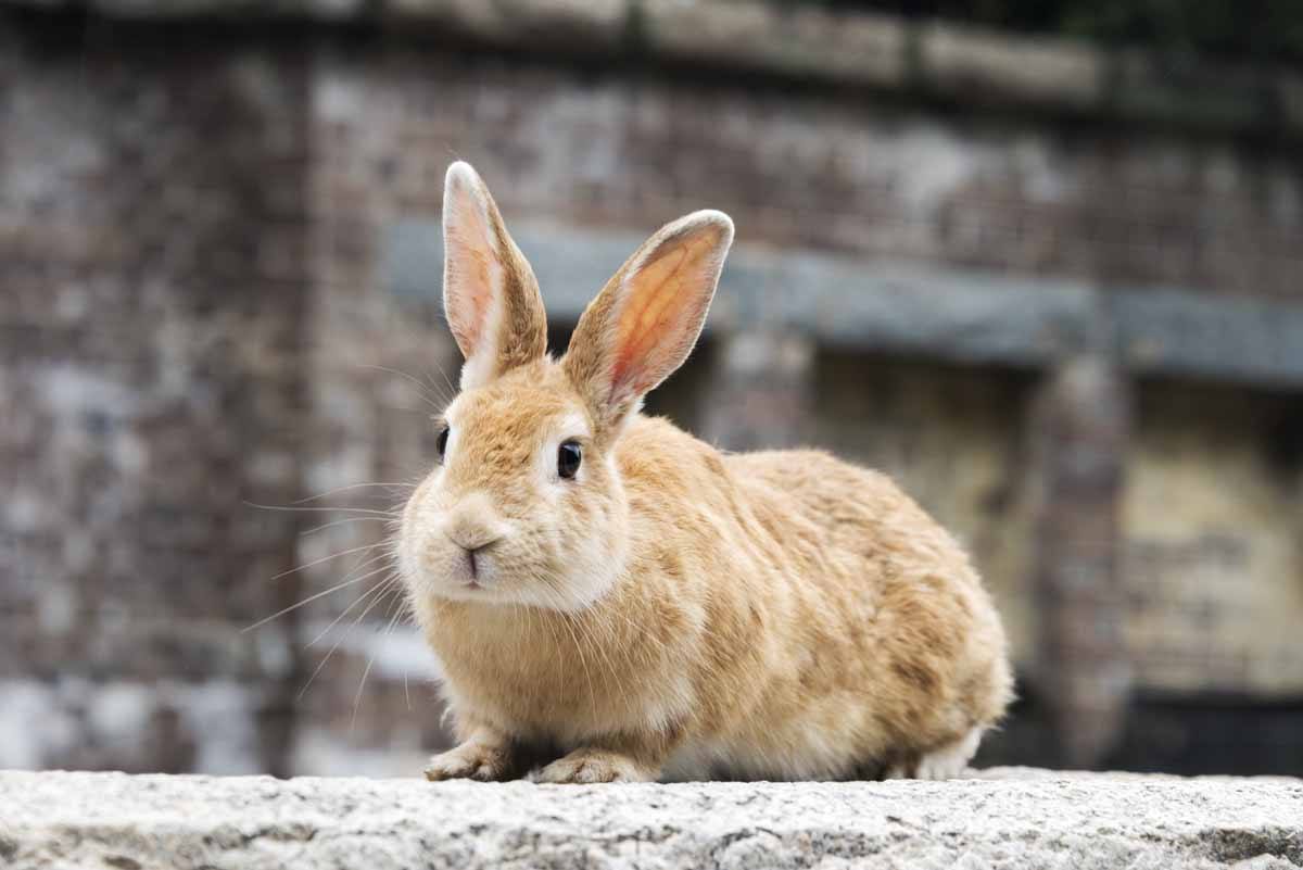 bunny on wall okunoshima japan