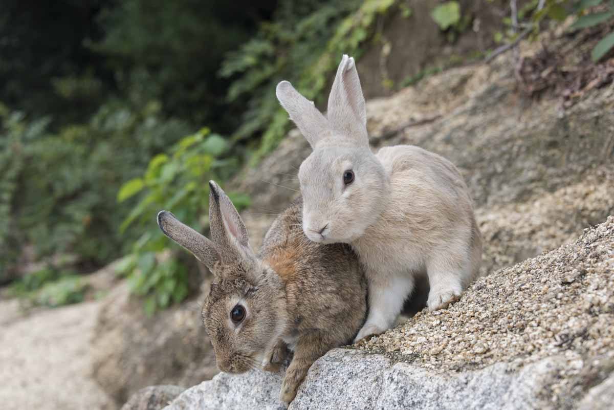 Okunoshima, Japan's Rabbit Island - The Crowded Planet