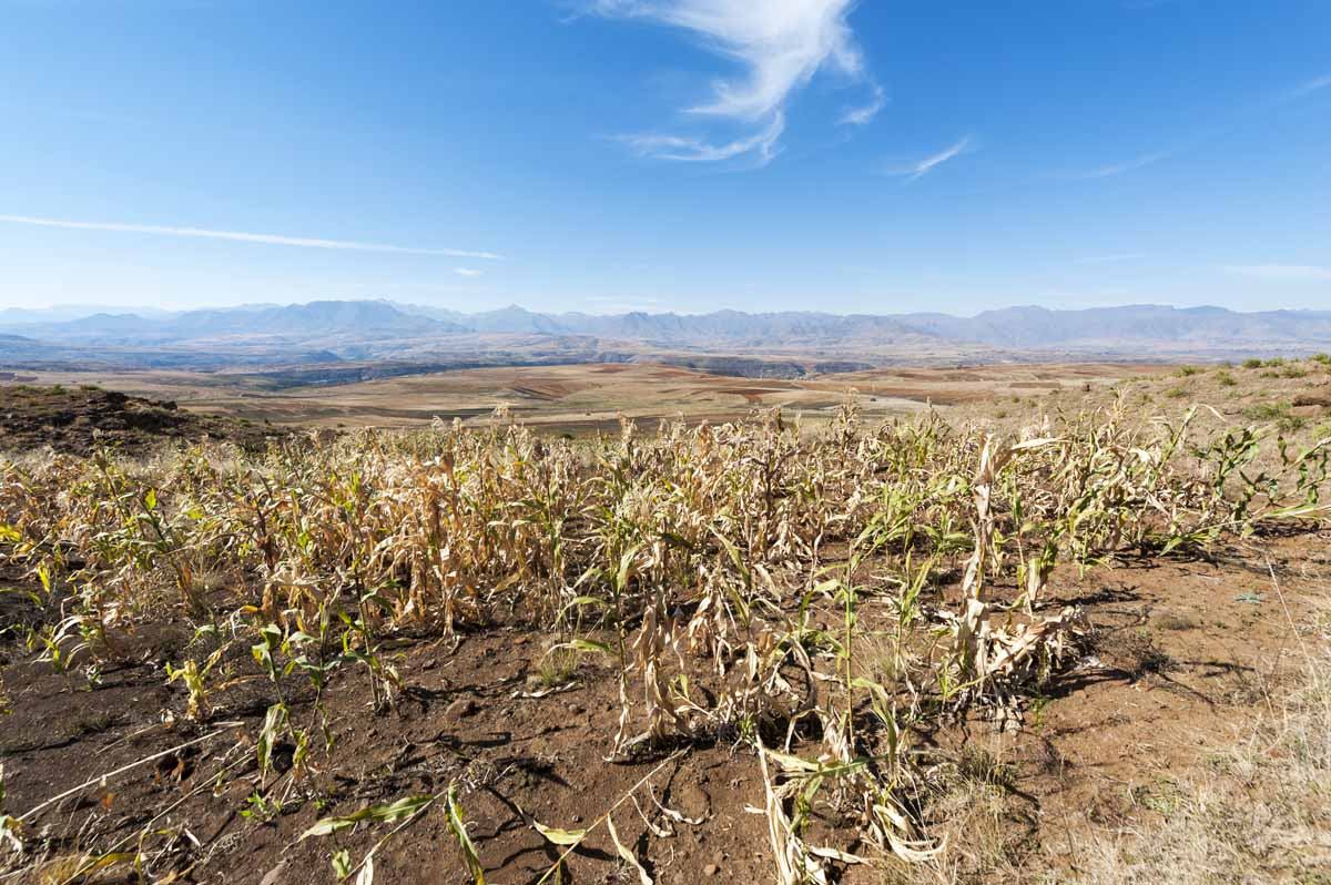 lesotho malealea sorghum fields