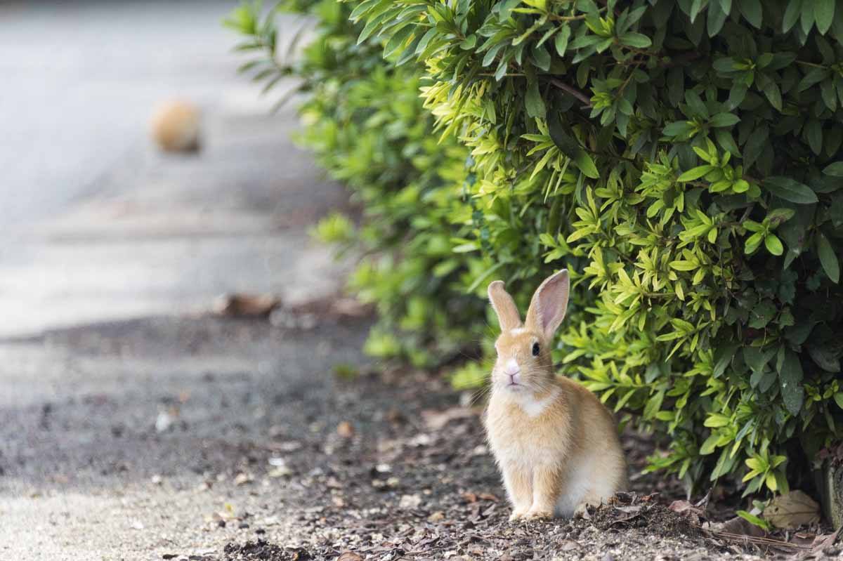 Image result for rabbit island japan