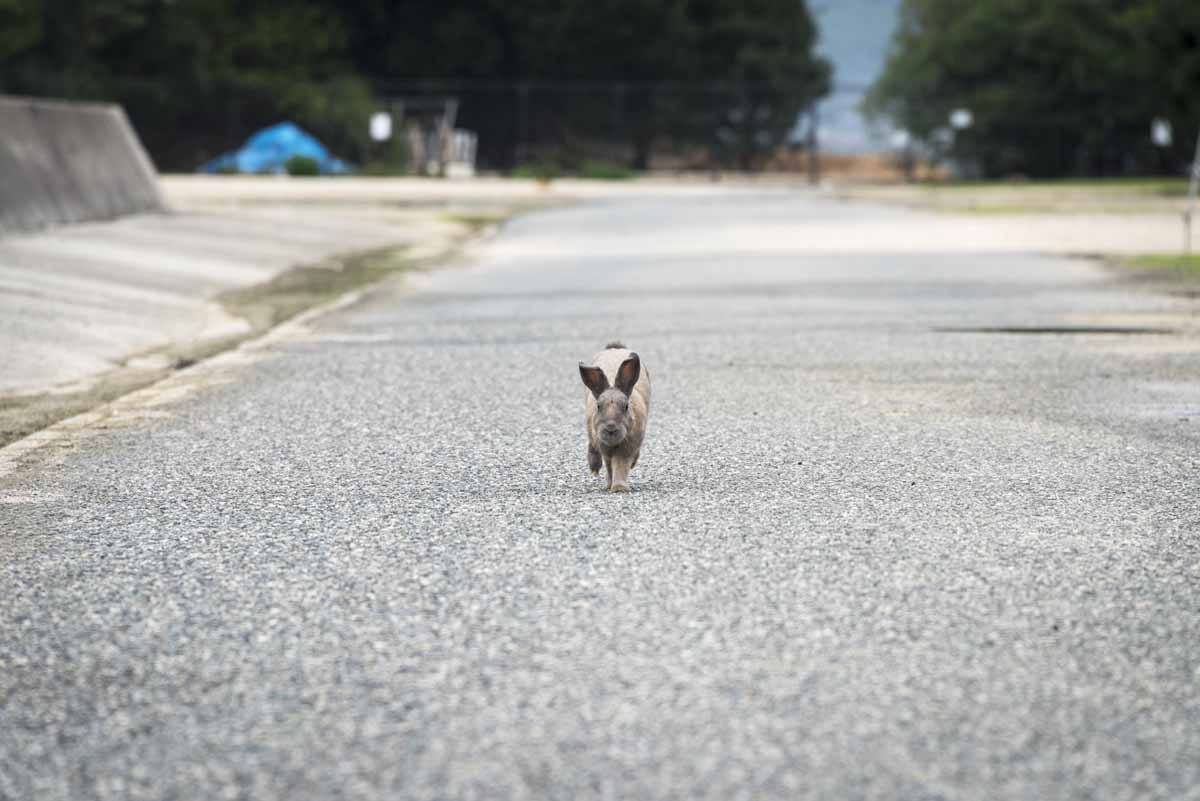 rabbit running bunny island