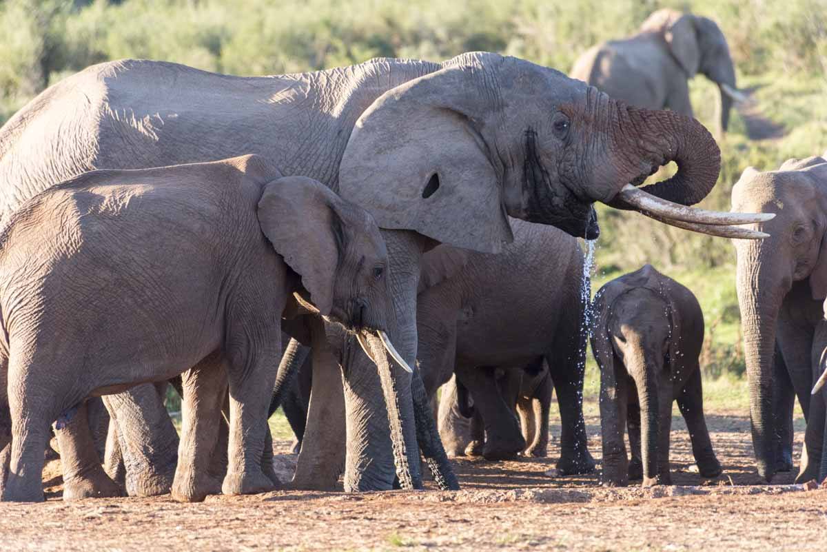 responsible animal activities south africa addo