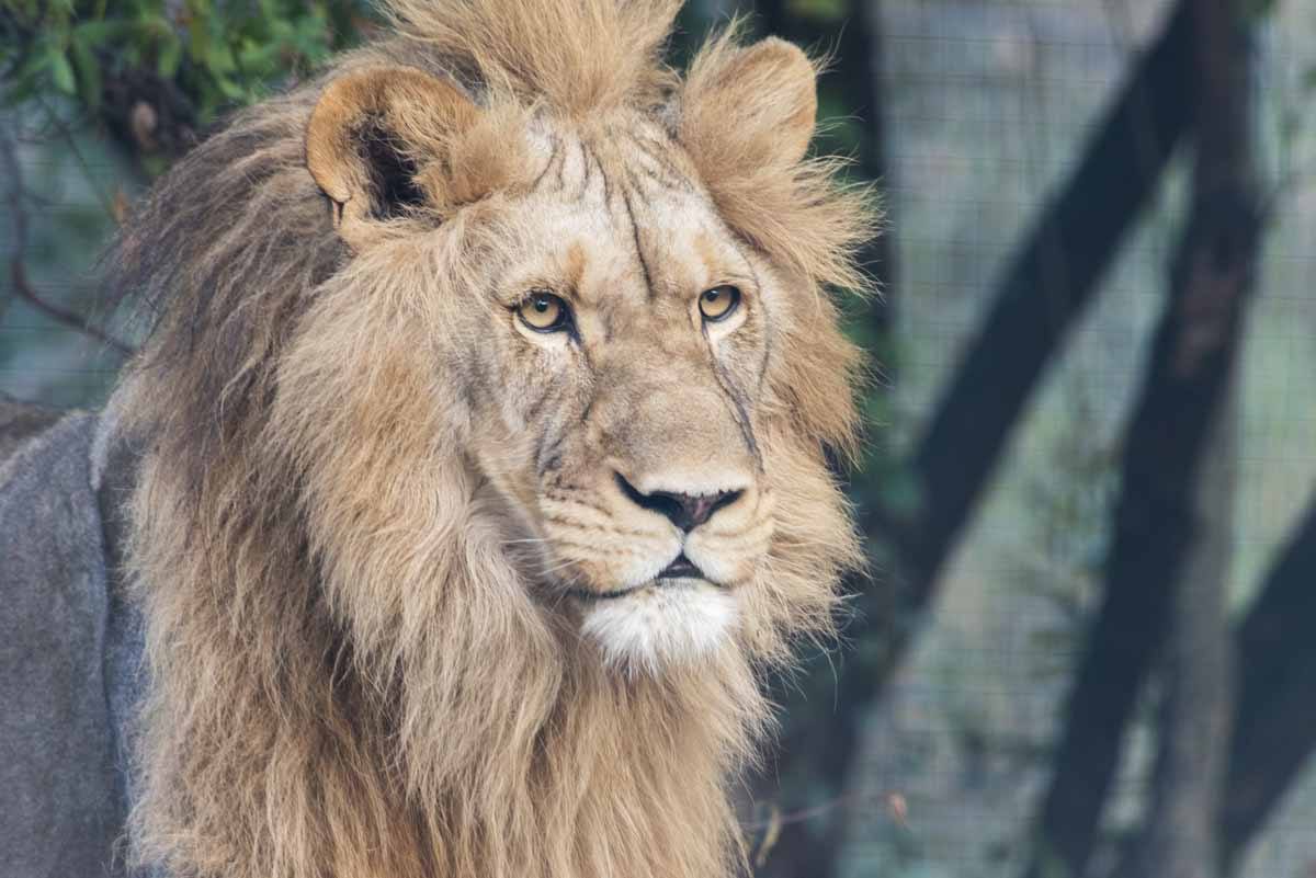 responsible animal activities south africa lions