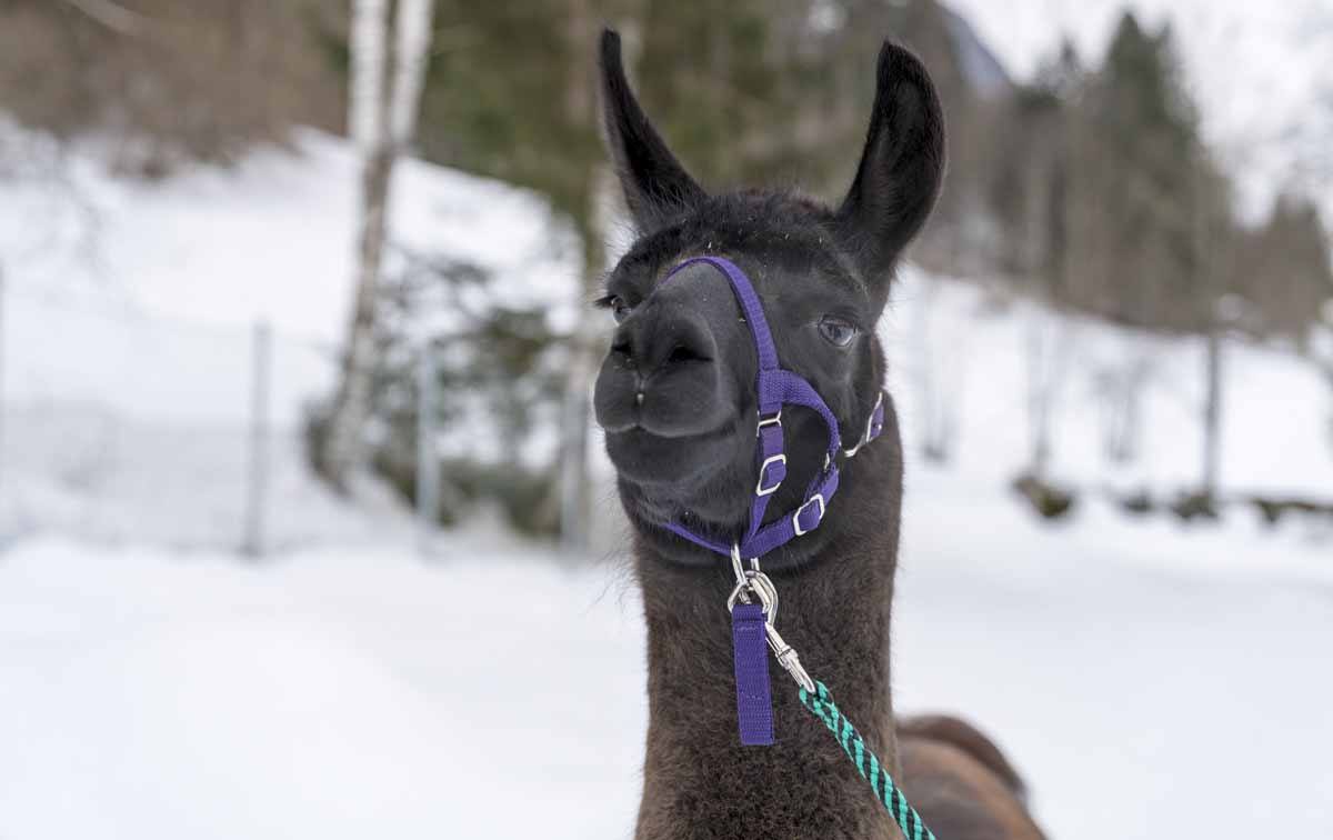 ronaldo llama tyrol