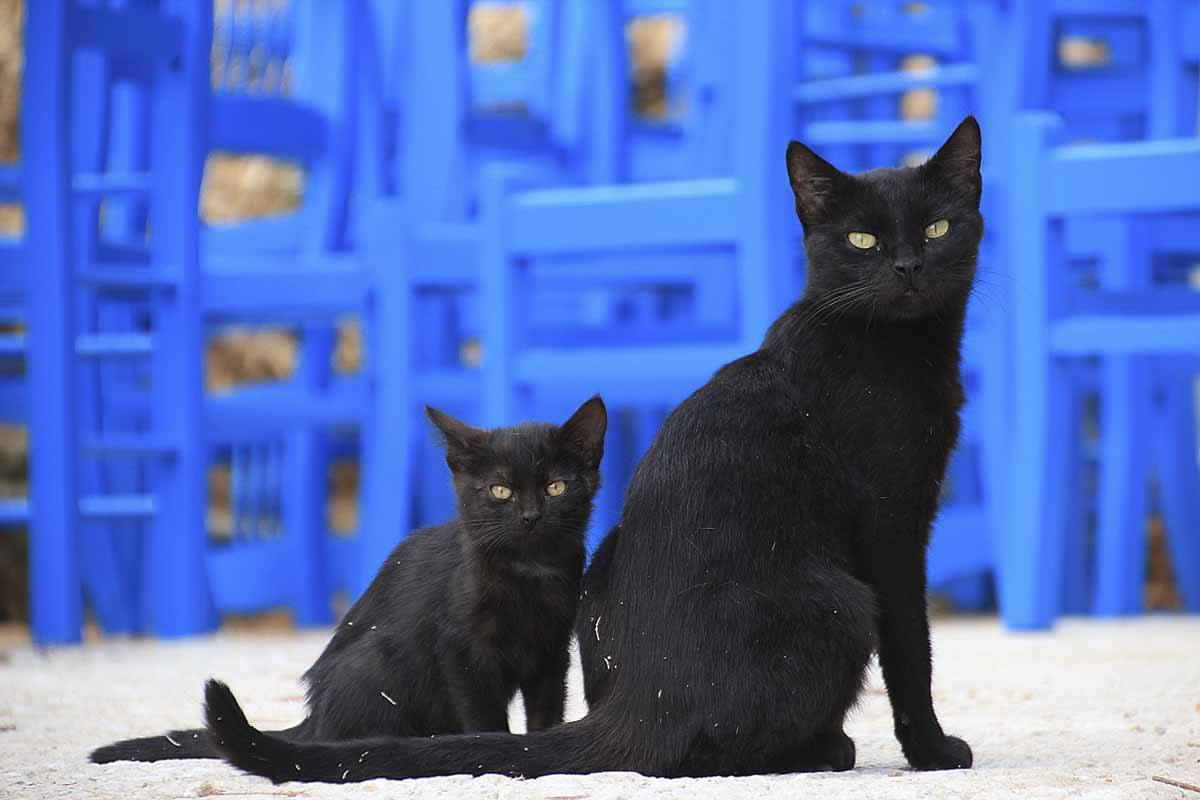 mykonos cute kittens