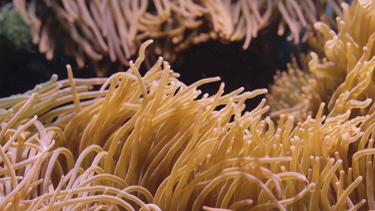 anemone valley alor indonesia
