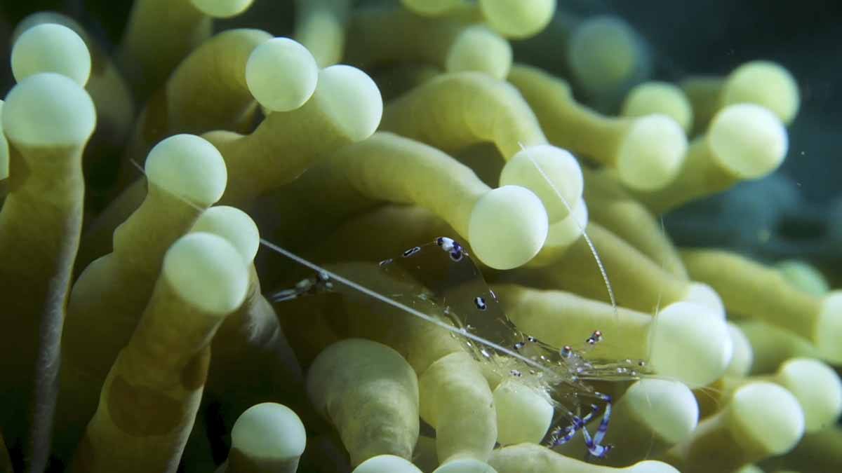 macro prawn alor indonesia