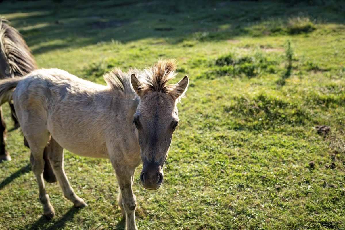 burgos paleolitico vivo baby horse